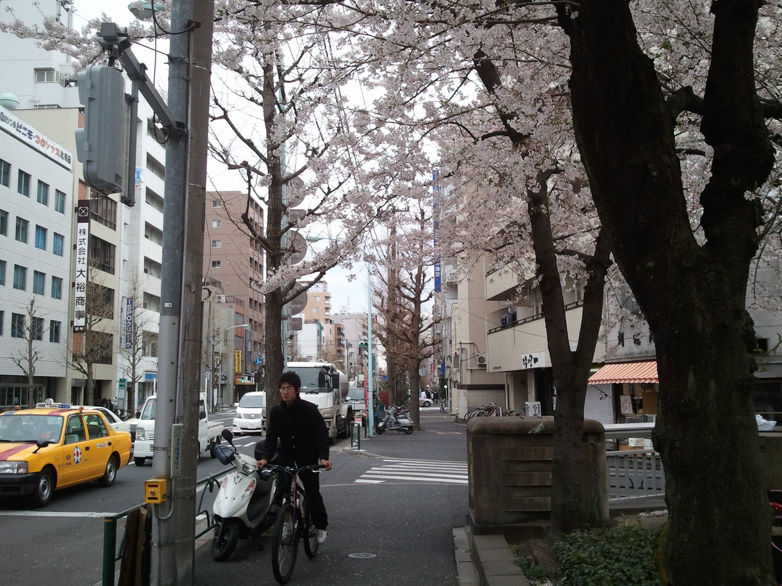 A street in Minamisenju under cherry blossoms